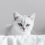 「猫好き注意！」猫に紅茶をあげてはいけない！「カフェインは危険」