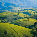 紅茶も日本茶もウーロン茶もみんな実は同じもの？「紅茶と緑茶の違い」