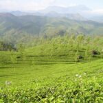 紅茶のクオリティーは季節によってかなり違う。「紅茶にも旬がある」