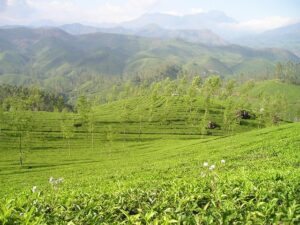 世界三大銘茶って何?そもそもなんで「世界三大」っていうんだ?