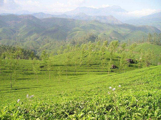 世界三大銘茶って何？そもそもなんで「世界三大」っていうんだ？￼