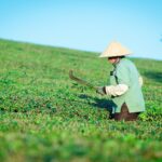 「紅茶の製法」紅茶ってどうやって作られるんじゃ？
