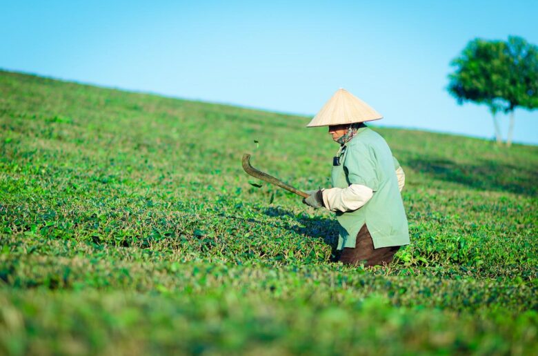 「紅茶の製法」紅茶ってどうやって作られるんじゃ？