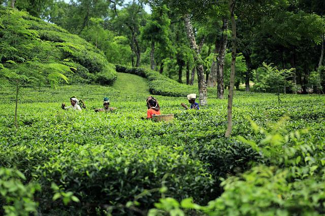 バングラディッシュの紅茶の特徴ってどんな感じなの？