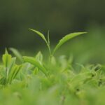 ダージリンとアッサムの代表的な茶園にはどんなものがあるの?