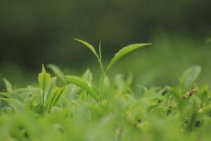 ダージリンとアッサムの代表的な茶園にはどんなものがあるの?
