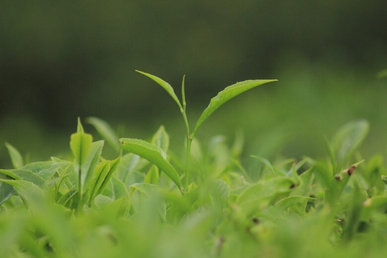 ダージリンとアッサムの代表的な茶園にはどんなものがあるの？