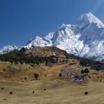 ネパールの紅茶の特徴ってどんな感じなの?