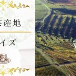 【紅茶産地クイズ】何問わかる？紅茶の産地と味の関係に詳しくなる15問！
